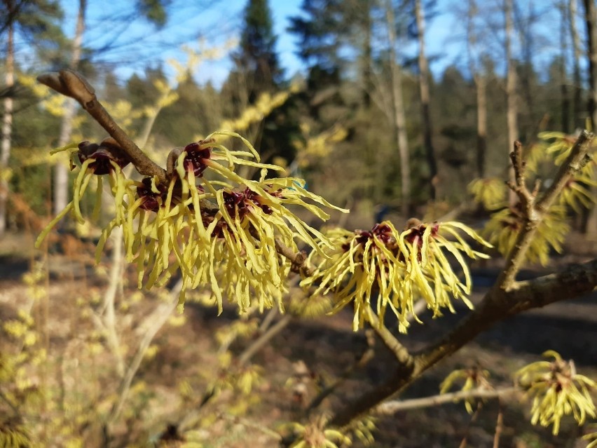 W rogowskim arboretum coraz wyraźniej widać wiosnę. Zakwitły oczary