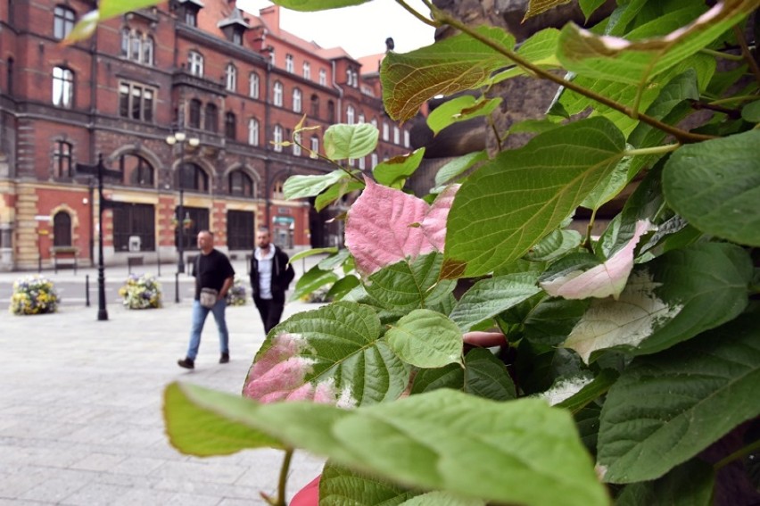 Zielono - różowo - białe liście zwracają uwagę przechodniów przy Urzędzie Miasta Legnicy [ZDJĘCIA]