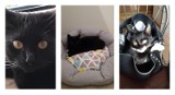 Dzień Czarnego Kota. Zdjęcia czarnych kotów (i nie tylko) naszych Czytelników |ZDJĘCIA