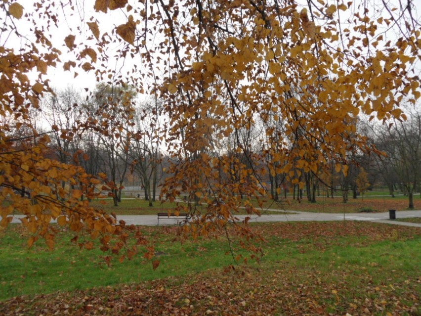 Bytom : Park miejski jesień 2014