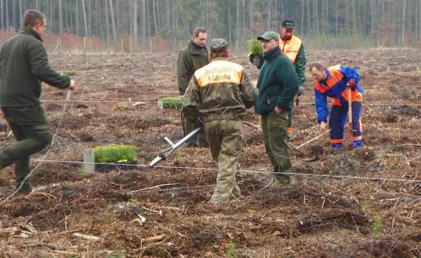 Regionalna Dyrekcja Lasów Państwowych w Pile: hodowla...