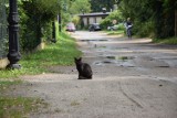 Zabójstwo w Pucku? (sierpień 2018) Zwłoki 52-latki na ul. Zamkowej w Pucku odnalazł pieszy | ZDJĘCIA, WIDEO 