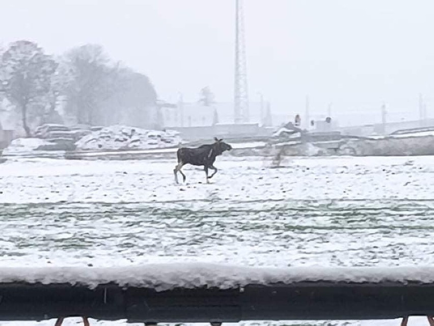 Kto w sobotę widział łosia w Stogach pod Malborkiem?...