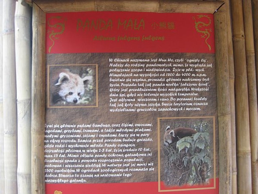 Panda z Niemiec we wrocławskim zoo