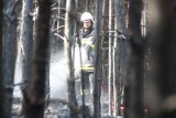 Pożar na Krępie w Ogrodzieńcu: Płonął las [ZDJĘCIA]