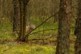 W obornickich lasach pojawiły się wspaniałe rysie! 