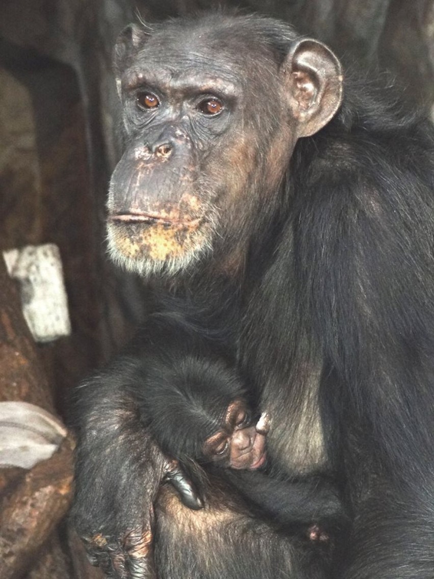 Narodziny szympansa w warszawskim ZOO