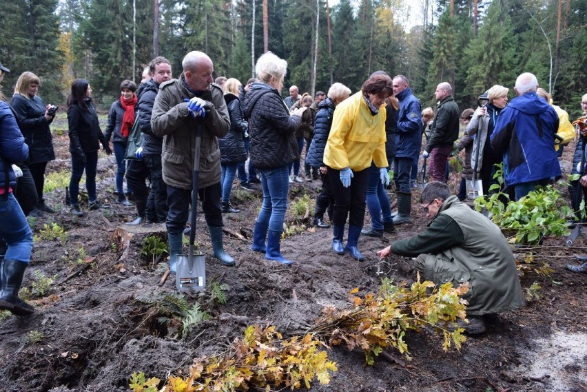 W Lasach Janowskich posadzono ponad 1000 nowych drzew. Trwa akcja ZasadźSięNaZdrowie. Zdjęcia
