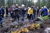 W Lasach Janowskich posadzono ponad 1000 nowych drzew. Trwa akcja ZasadźSięNaZdrowie. Zdjęcia