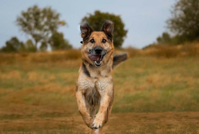 SONIK

Dogaduje się z suczkami. Nie polecany do dzieci.

INFORMACJE SZCZEGÓŁOWE

Gatunek: Pies
Rasa: Mix
Umaszczenie: Brązowy, podpalany
Płeć: Samiec
Wiek: 8 lat
Wielkość: Duży
Waga: 30 Kg