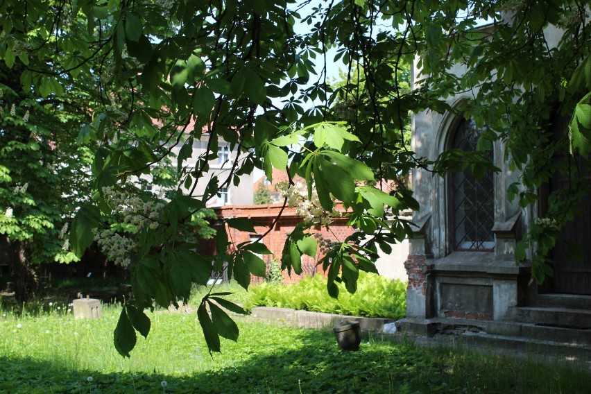 WSCHOWA. Spacer po Lapidarium - ciekawe miejsce w mieście [ZDJĘCIA]