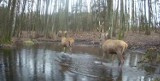 Kamery kaliskiego pasjonata zarejestrowały ciekawe chwile z życia leśnych zwierząt. WIDEO