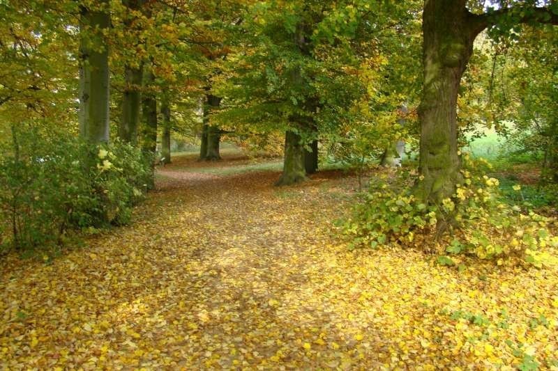 Gołuchów - park jesienią