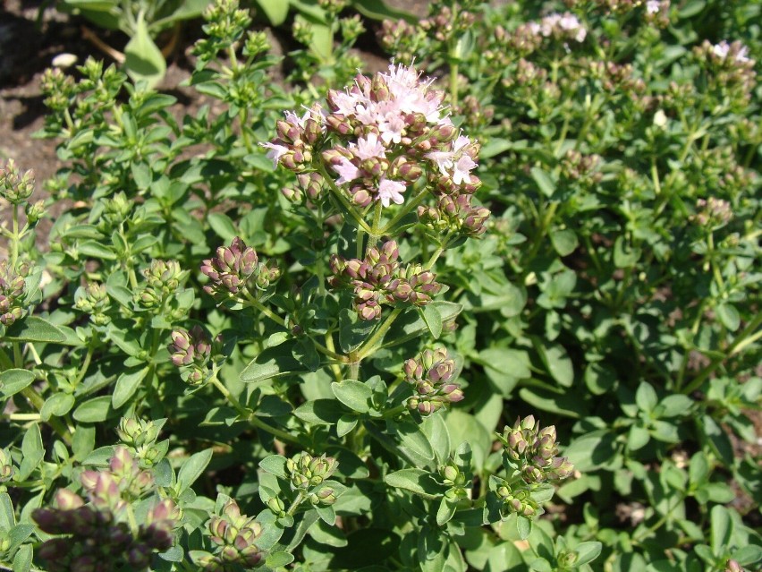 Oregano, a właściwie lebiodka pospolita, to popularna i...