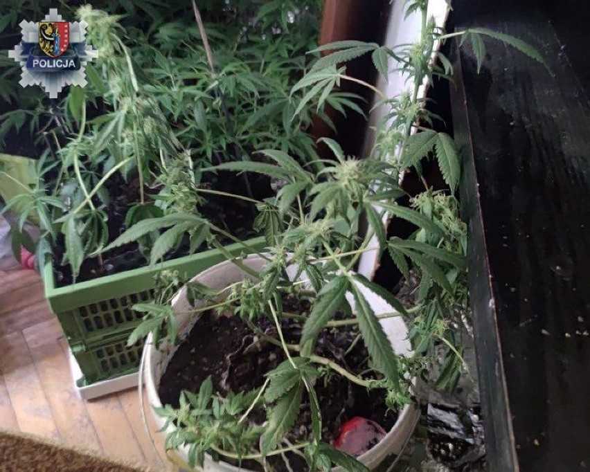 Policjanci zlikwidowali domową uprawę marihuany