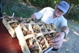 Takie grzyby można znaleźć w Kujawsko-Pomorskiem. Jest słabo, ale jest nadzieja na większe zbiory [mapa miejsc]