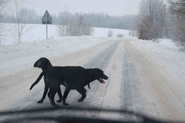 Wałęsające się w okolicach lasów psy zimą nietrudno spotkać w naszym regionie