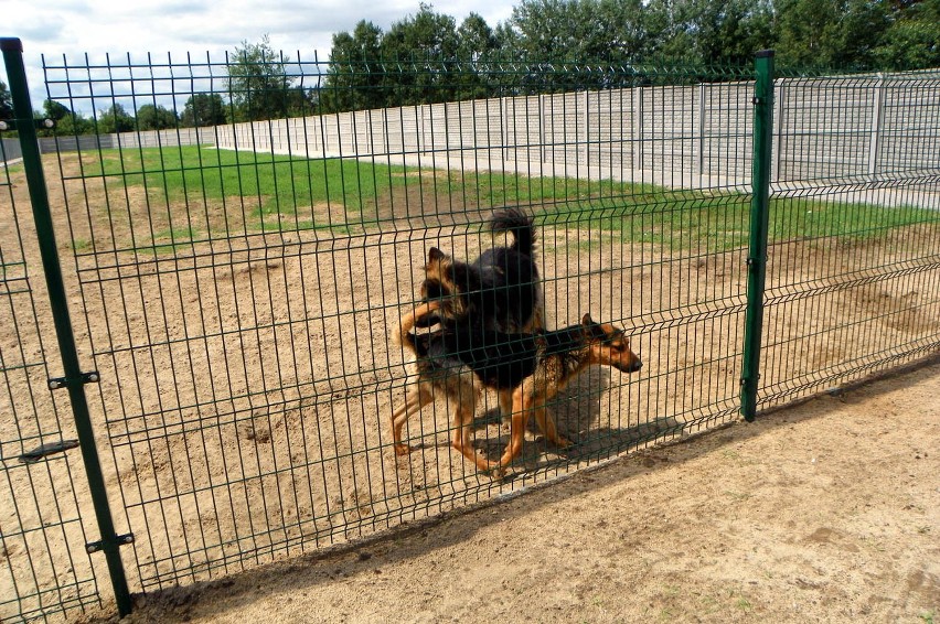 Piła. Psy z Gładyszewa przeprowadzają się do nowego schroniska na Leszkowie [ZDJĘCIA]