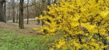 Park Zdrojowy w Jastrzębiu mieni się kolorami. Prezentuje się bardzo zjawiskowo. Wiosna zagościła w nim na dobre. Zobaczcie ZDJĘCIA!