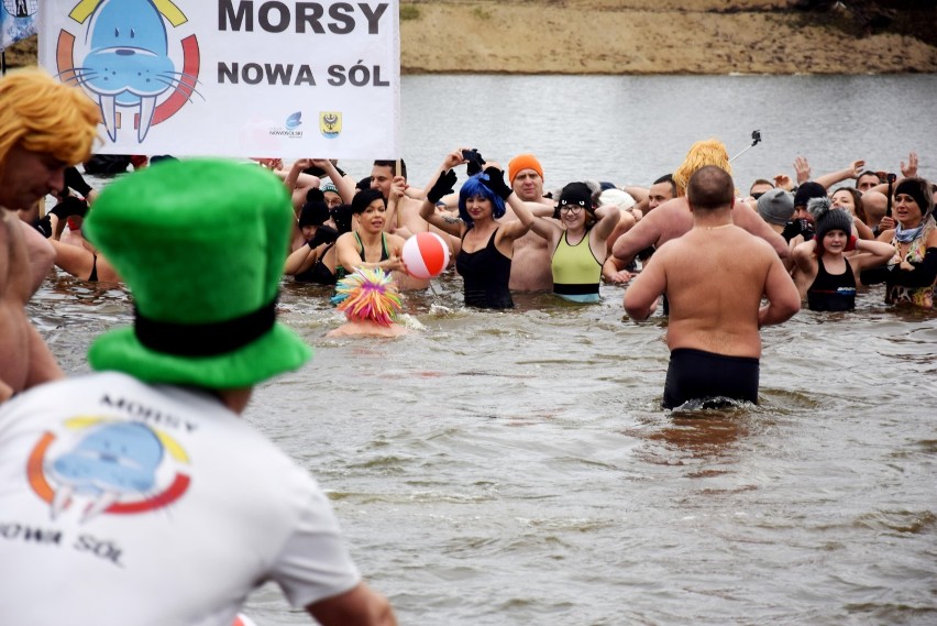 VI Zlot Morsów w Nowej Soli za nami. Pogoda im niestraszna. Zobaczcie, jak dobrze bawiły się morsy  [DUŻO ZDJĘĆ]                   