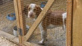 Już wkrótce do schroniska "Azorek" w Obornikach przyjadą psy z Ukrainy