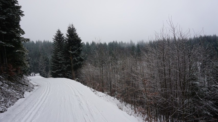 Góra Mogielica kusi trasami do narciarstwa biegowego najwyżej położonymi w Małopolsce [ZDJĘCIA]