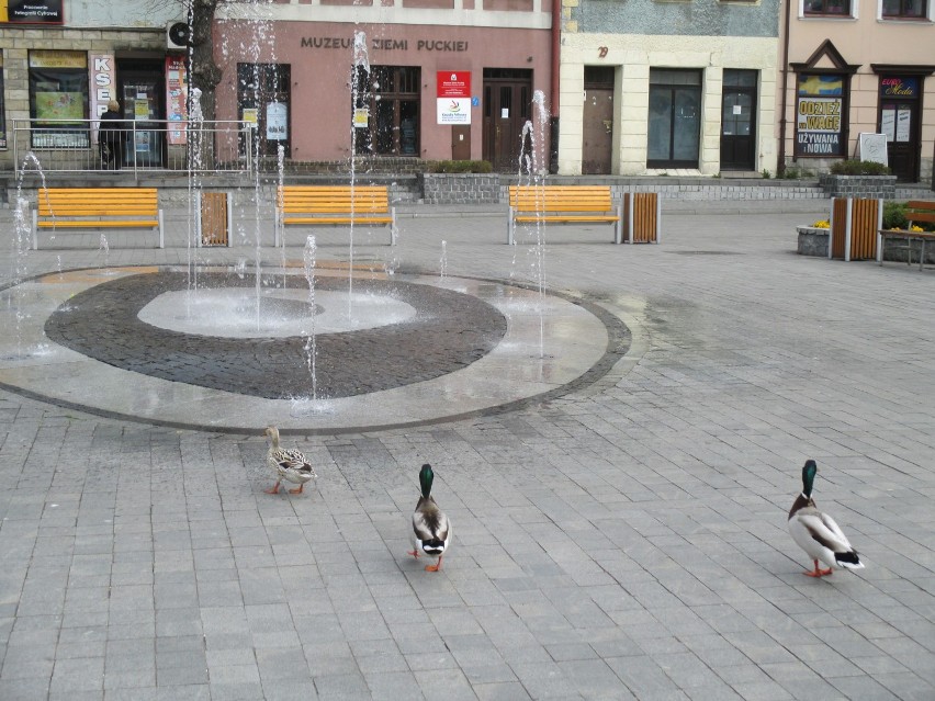 Kacza rodzina przy puckiej fontannie