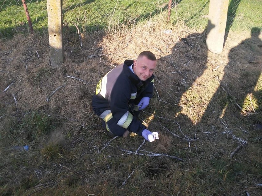 Strażacy z OSP w Wolborzu ratowali bocianią rodzinę w...