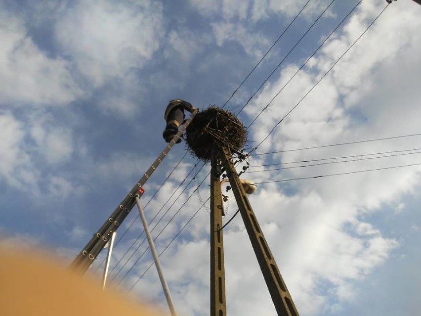 Strażacy z OSP w Wolborzu ratowali bocianią rodzinę w...