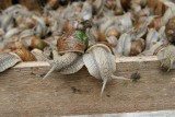 Jak walczyć ze ślimakami w ogrodzie?