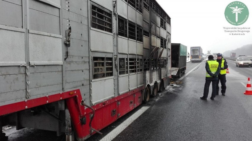 Wypadek na A4 w Gliwicach. Zwierzęta spłonęły w ciężarówce [ZDJĘCIA]