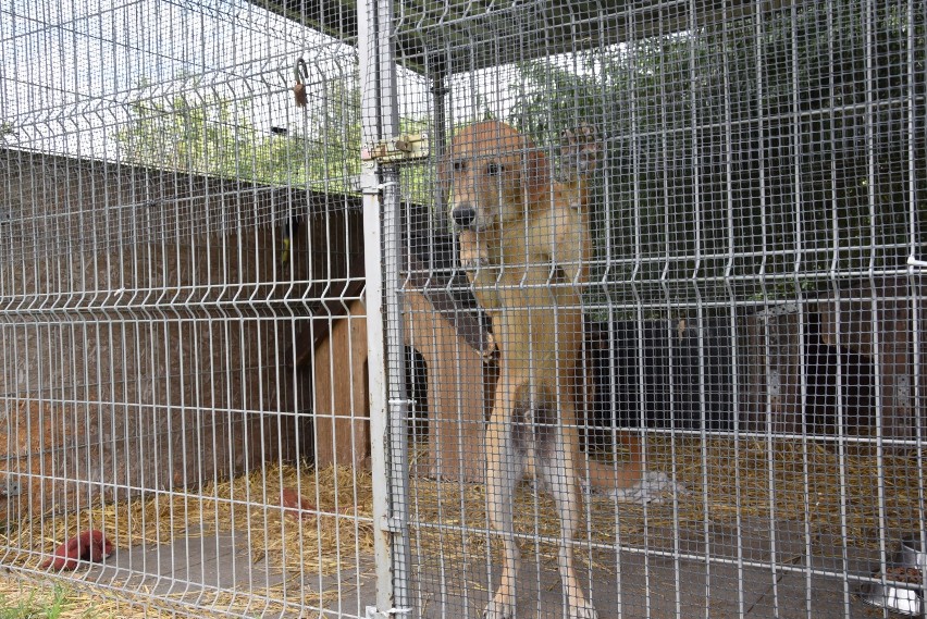 TOZ Krotoszyn domaga się kary dla burmistrza Koźmina, czyli psi kłopot