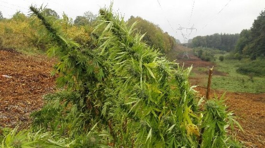 Gmina Kolbudy: Wycinali rośliny pod linią energetyczną, natrafili na uprawę konopi