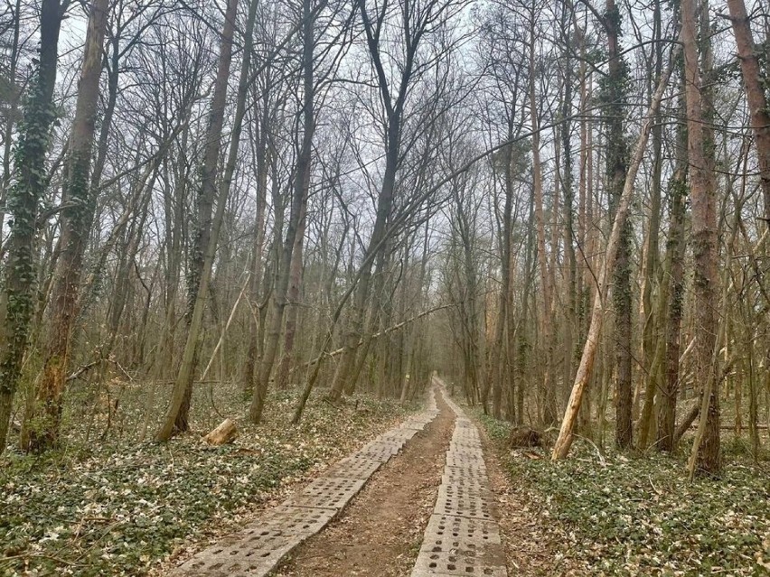 Drzewa w każdej chwili mogą się połamać stwarzając...