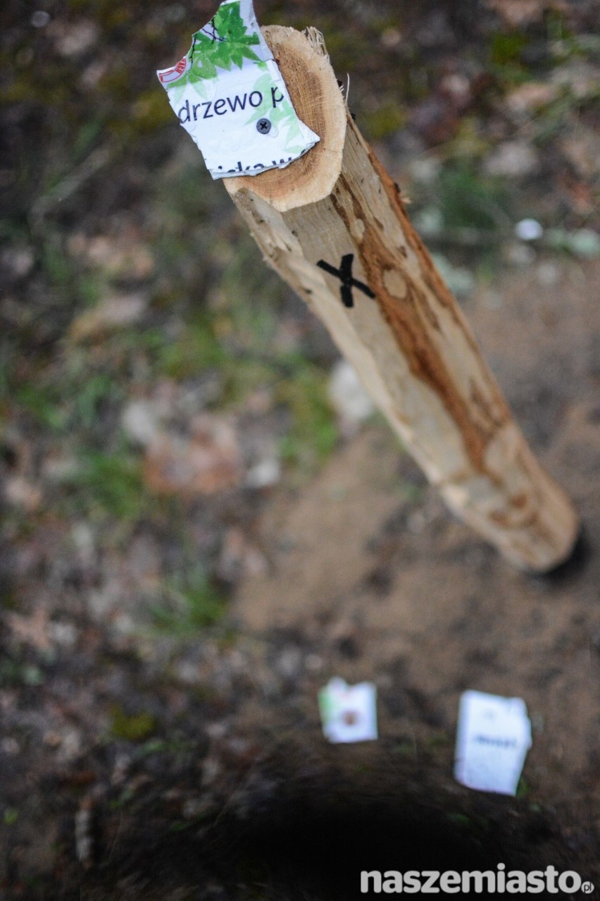 Wandale zniszczyli część pamiątkowych tabliczek z akcji sadzenia lasu [wideo, zdjęcia]