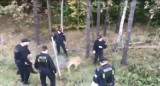 Policjanci uwolnili zaplątanego w ogrodzeniu młodego samca daniela [wideo]