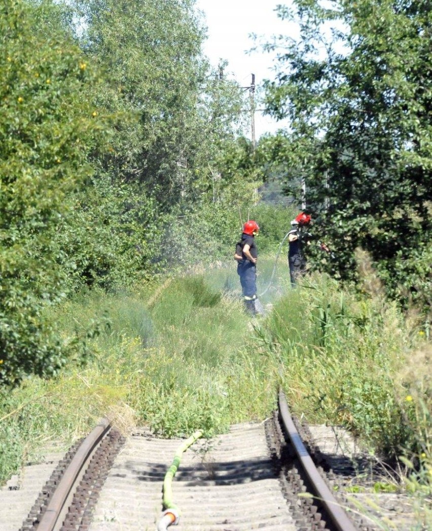 GMINA KOŚCIAN. Pożar traw w pobliżu Sierakowa. Nie wykluczone, że to podpalenie [ZDJĘCIA]