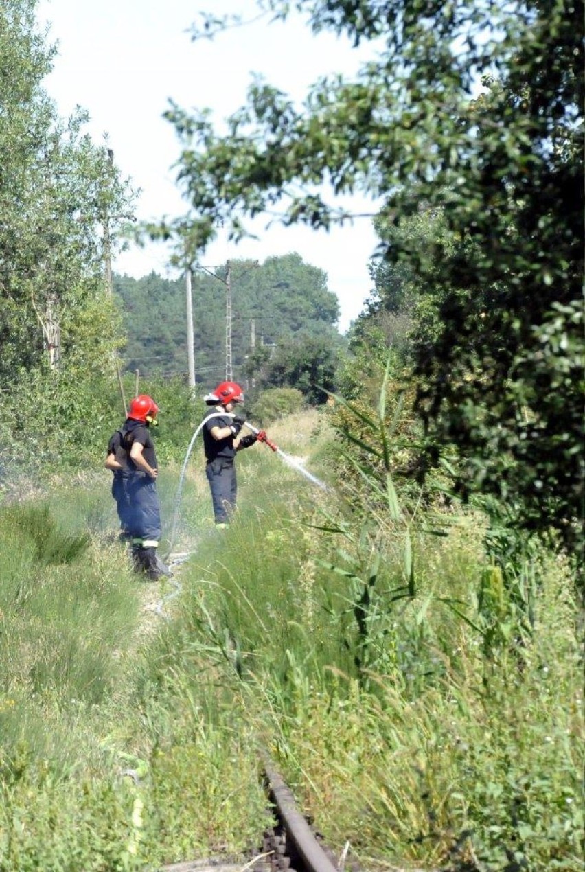 GMINA KOŚCIAN. Pożar traw w pobliżu Sierakowa. Nie wykluczone, że to podpalenie [ZDJĘCIA]