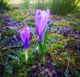 Wiosna w ogrodach powiatu puckiego: piękno roślin budzących się do życia na fotografiach naszych Czytelników | ZDJĘCIA, WIDEO