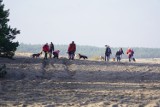 Pustynia Błędowska to idealne miejsce na spacer z psem. Mogą się wybiegać na olbrzymim terenie. Zobaczcie zdjęcia 