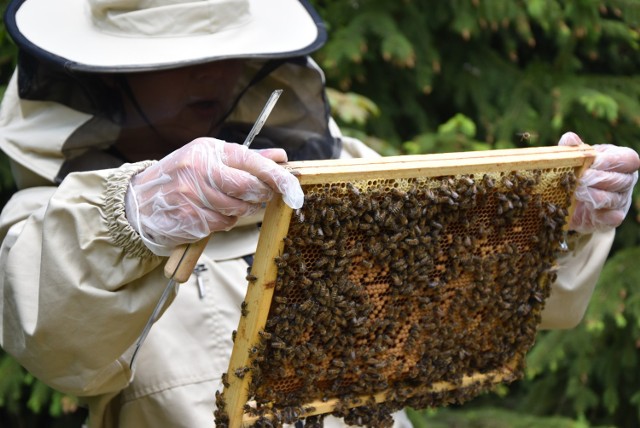 Fundacja Pszczoła w akcji czyli w pasiece