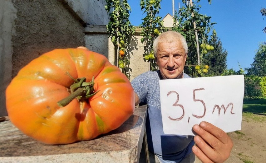 Zbigniew Oleksiejuk z Zielonej Góry wyhodował pomidory...