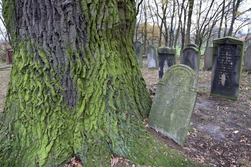 Zabytkowy kirkut żydowski w Oleśnie z XIX wieku.