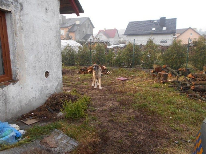 Porzucony pies w Wejherowie na osiedlu Sucharskiego