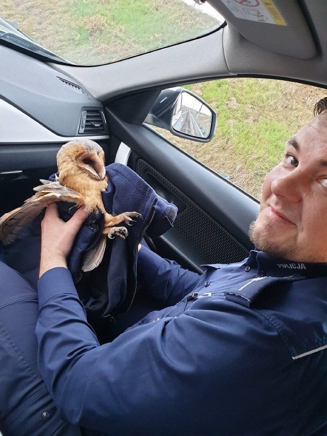 Nietypowa interwencja naszych policjantów. Uratowali sowę