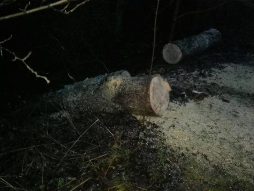 Przewrócone drzewo, droga Borkowo-Przebendowo gmina Choczewo