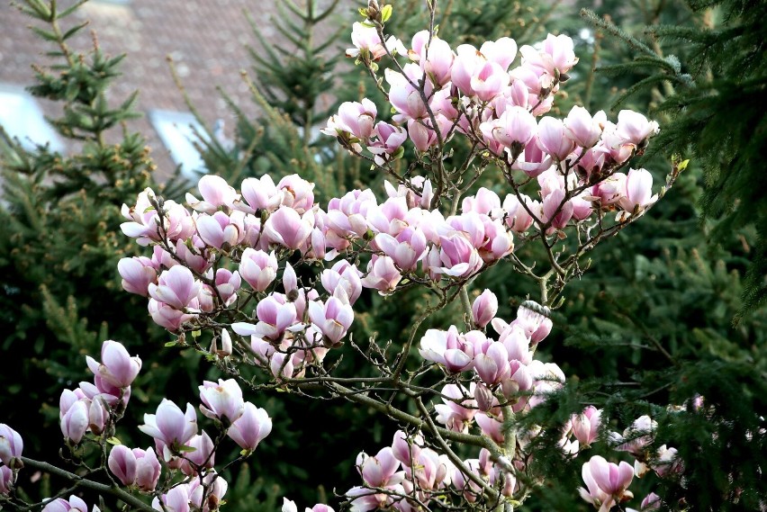 Wiosna w pełni! Szczecińskie magnolie zachwycają mieszkańców [ZDJĘCIA]                     