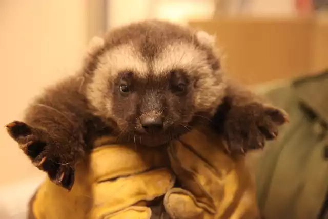 Śląski Ogród Zoologiczny ma nowe zwierzę. To rosomak z ogrodu w Brnie