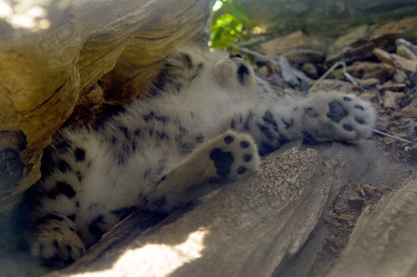 Krakowskie zoo: pantera śnieżna pokazała swoje młode [ZDJĘCIA]