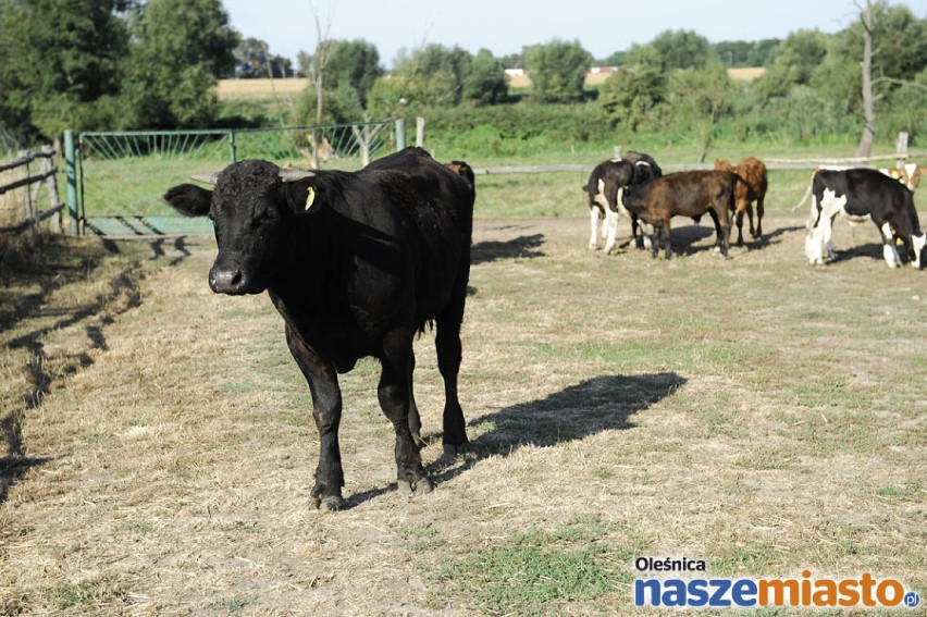 Najpiękniejsze posesje w gminie Dobryszyce